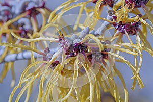 Barmstedt Gold witch hazel flowers