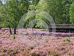 Barn with apiary at the landscape of Lueneburg Heath, Lower Saxony, Germany