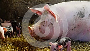 In the barn, a big pig looks after little piglets.