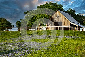Barn and Bluebonnets