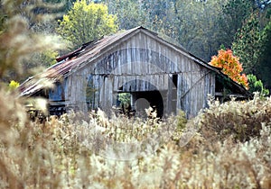 Barn in Brush in South Arkansas