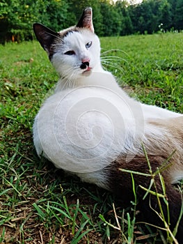 Barn cat in grass