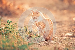 Barn cat grooming himself first thing in the morning. Small orange kitten washing itself near the weeds