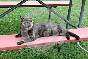 Barn cat with light green eyes