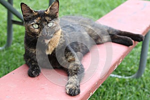 Barn cat with light green eyes