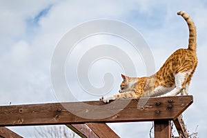 Barn cat out on the prowl having a stretch