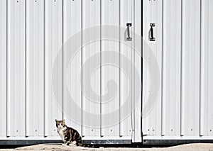 Barn Cat Sitting by Big White Barn Doors