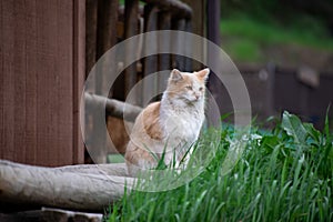 Barn Cat Watching for Prey