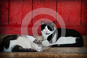 Barn cats napping photo