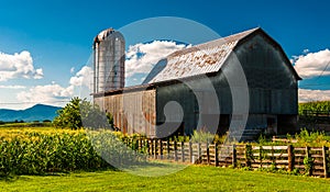 Barn and corn fields on a farm in the Shenandoah Valley, Virginia.