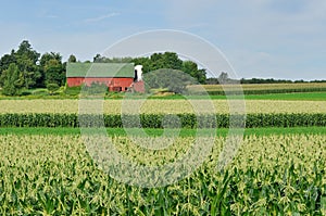 Barn in Cornfield