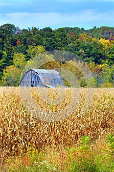 Barn and Cornfield