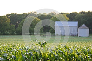 Barn in Cornfield