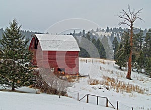 Barn and Dead Pine