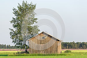 Barn in Farmfield by Tree