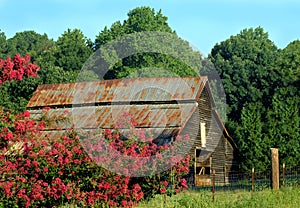 Barn framed by blooms
