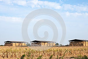 Barn full of haystacks and hay bales and straw standing in front of a cornfield in a rural landscape of Vojvodina, in Serbia