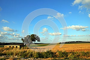 The Barn House