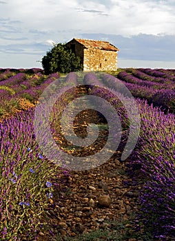 Barn in Lavender Field on the Plateau de Valensole