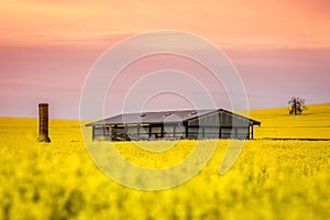 Barn and old ruin sit in a field of canola