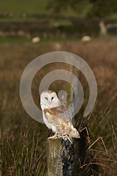 Barn owl