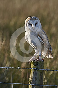 Barn owl