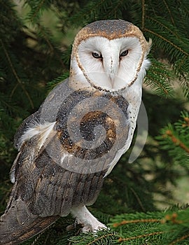 Barn Owl