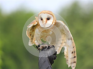 Barn Owl