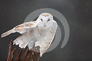 Barn Owl