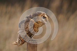Barn Owl