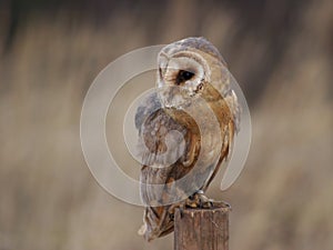 Barn Owl