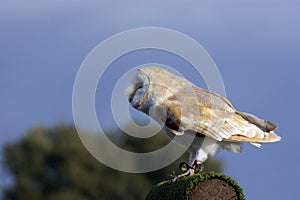 Barn Owl