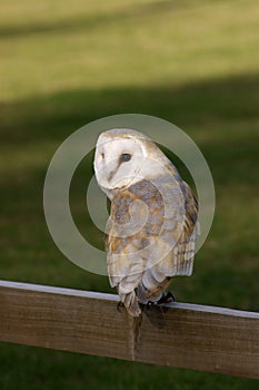 Barn Owl