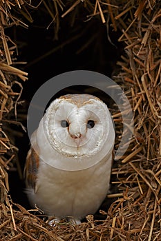 Barn Owl