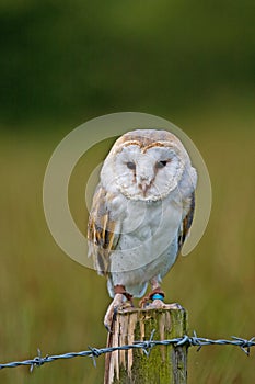 Barn Owl