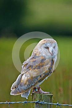 Barn Owl