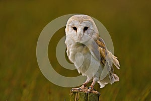 Barn Owl