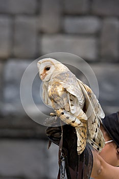 Barn owl