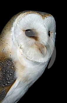 Barn Owl