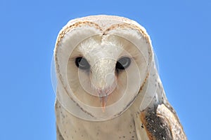 Barn owl