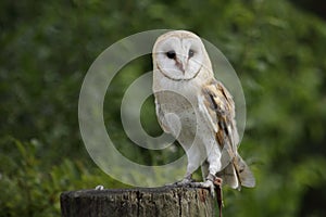 Barn owl photo