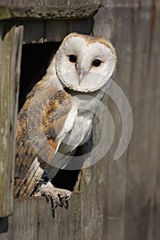 Barn Owl