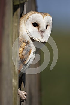 Barn Owl