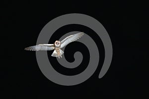 Barn Owl