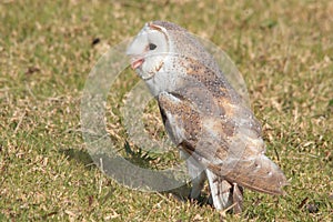 Barn owl