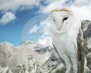 Barn owl