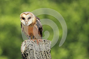 Barn owl