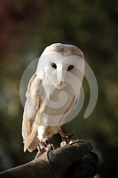 A Barn Owl photo