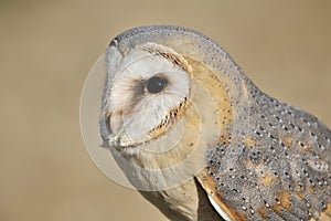 Barn Owl