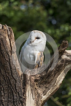 Barn owl